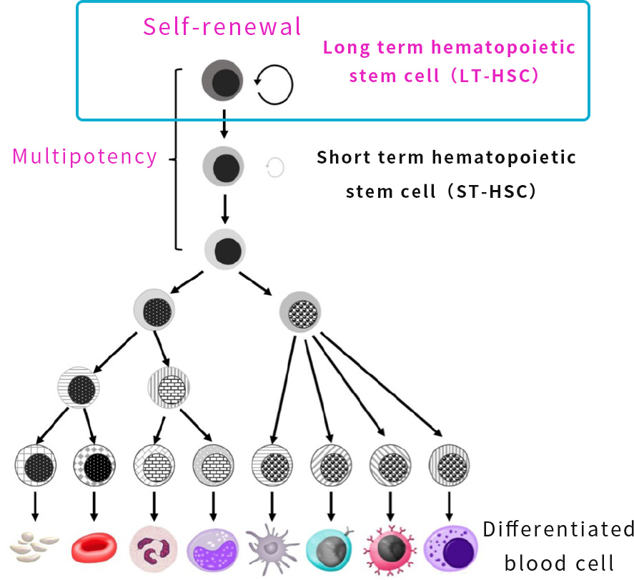 lood cells differentiation