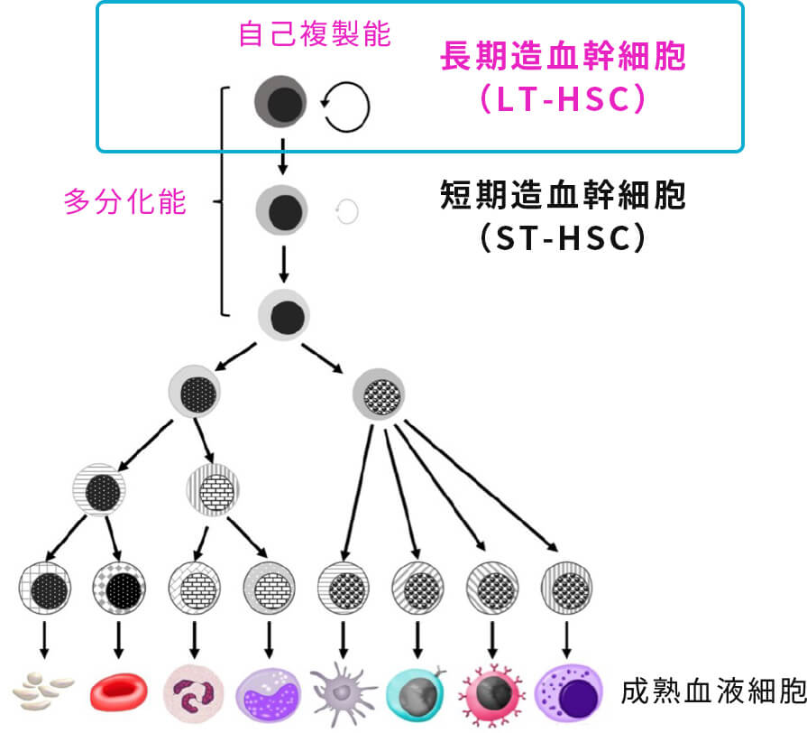 血球分化モデル図